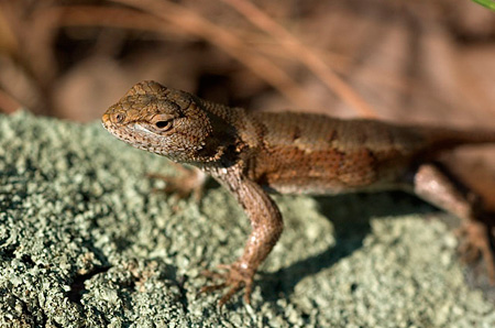 53 Lizard on Lichen