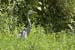 27 Great Blue Heron in Grass
