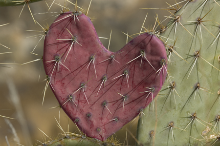 Prickly Heart