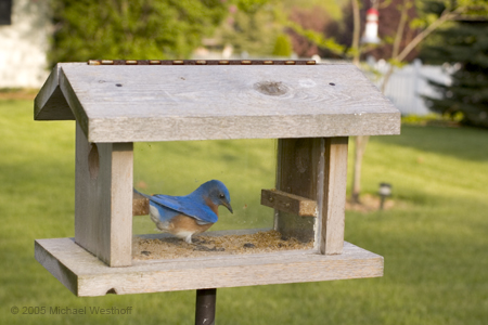 Bluebird in Feeder