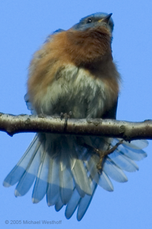 Bluebird with Fanned Tailfeathers