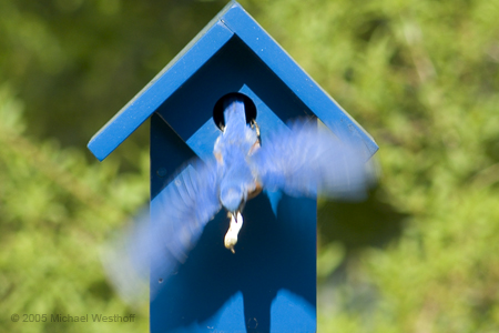 Male Bluebird with Fecal Sac