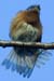 Bluebird with Fanned Tailfeathers