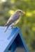 Female Bluebird on Box with Worms
