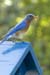Male Bluebird on Box with Worms