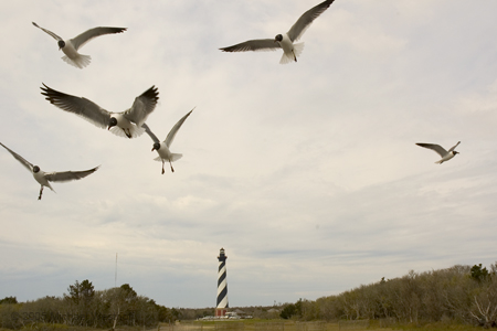 Cape Hatteras Lighithouse and Laughing Gulls