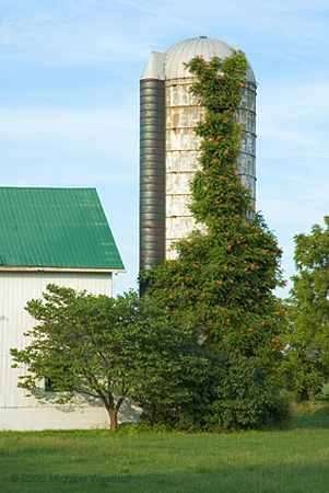 Silo with Trumpet Vines