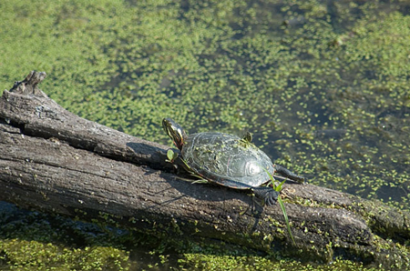 Turtle Suning