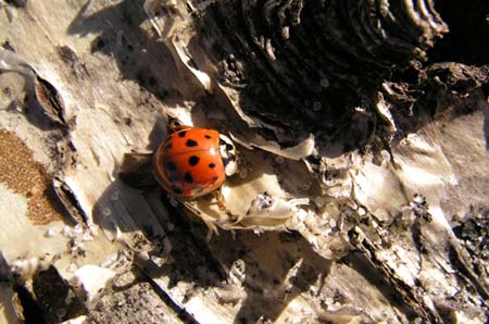 08_ladybug