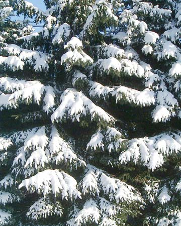 13_snowspruce